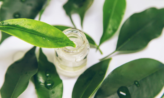 Why Tea Tree Oil Is a Staple in Clean Skincare
